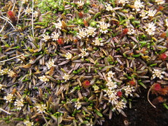 Abrotanella caespitosa