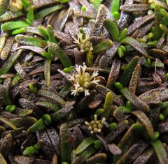 Abrotanella caespitosa