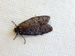 Ericrypsina chorodoxa