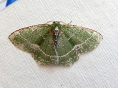 Eucyclodes insperata