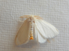 Euproctis panabra