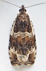 Olethreutes versicolorana