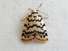 Hectobrocha pentacyma