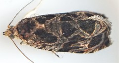 Olethreutes tilianum