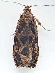 Olethreutes tilianum