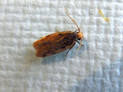 Hoplostega ochroma