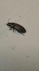 Gnathaphanus philippensis