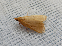Hypsopygia albidalis