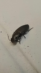 Gnathaphanus philippensis
