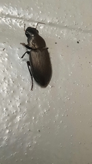 Gnathaphanus philippensis
