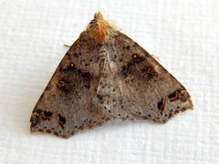 Lithilaria proestans