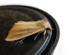 Lophocalama neuritis