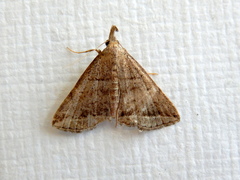 Lysimelia lenis