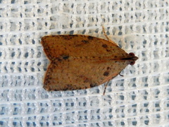 Meritastis laganodes