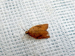 Meritastis ursina