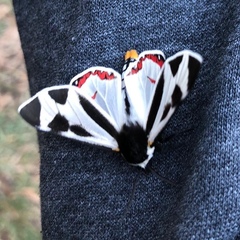 Dysschema centenaria