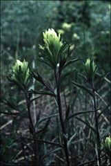Castilleja lutescens