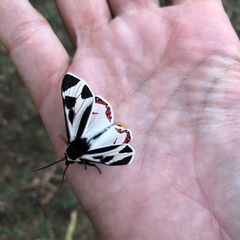 Dysschema centenaria