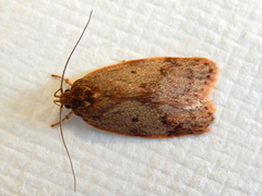 Oligoloba severa