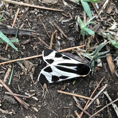 Dysschema centenaria