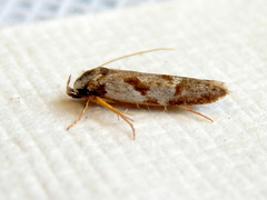 Oxythecta hieroglyphica