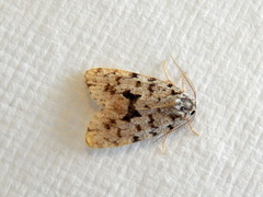 Thallarcha macilenta