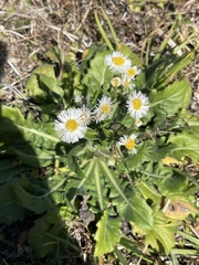 Erigeron philadelphicus philadelphicus