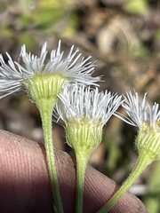 Erigeron philadelphicus philadelphicus