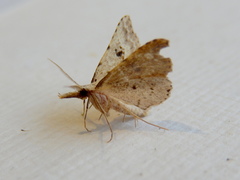 Trigonistis asthenopa