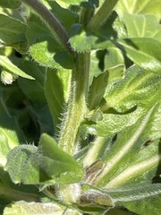 Erigeron philadelphicus philadelphicus