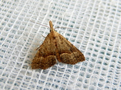 Trigonistis asthenopa