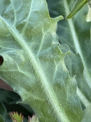 Erigeron philadelphicus philadelphicus