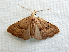 Trigonistis asthenopa