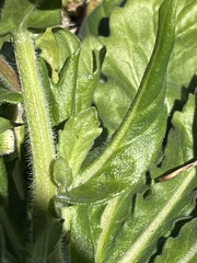 Erigeron philadelphicus philadelphicus