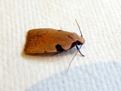 Zonopetala quadripustulella