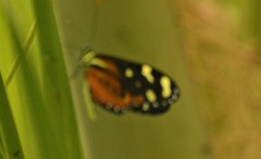 Mechanitis polymnia isthmia