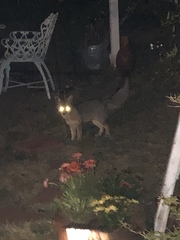 Urocyon cinereoargenteus