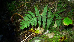 Hypolepis rufobarbata