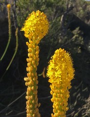 Bulbinella latifolia