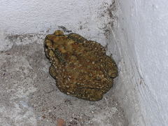 Duttaphrynus melanostictus