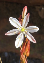 Chlorophytum graminifolium