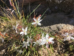Chlorophytum graminifolium