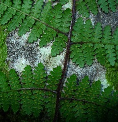 Hypolepis rufobarbata