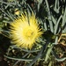 False Iceplant - Photo (c) Peter Zika, some rights reserved (CC BY-NC), uploaded by Peter Zika