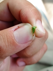 Stictolobus arcuatus