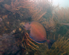 Prionurus maculatus