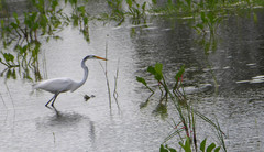 Ardea alba
