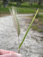 Hordeum murinum murinum