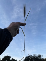 Hordeum murinum murinum