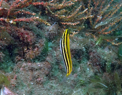 Petroscirtes fallax